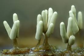 Attēlu rezultāti vaicājumam “Arcyria cinerea”