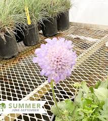 Image result for Scabiosa columbaria