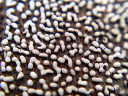 Attēlu rezultāti vaicājumam “Physarum cf. diderma spores”