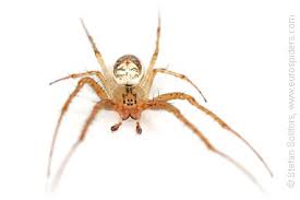 Attēlu rezultāti vaicājumam “Metellina segmentata”