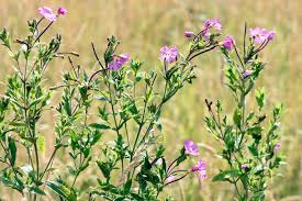 Attēlu rezultāti vaicājumam “Epilobium hirsutum”