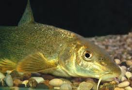 Image result for Salmo dentex