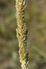 Attēlu rezultāti vaicājumam “Trichia erecta stalked”