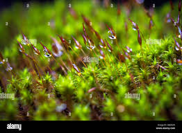 Attēlu rezultāti vaicājumam “Sciuro-hypnum curtum sporophyte”