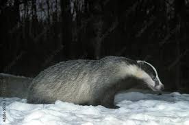 Attēlu rezultāti vaicājumam “Meles meles adult”