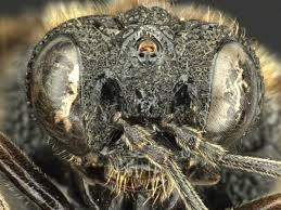 Attēlu rezultāti vaicājumam “Eriocampa ovata larva”