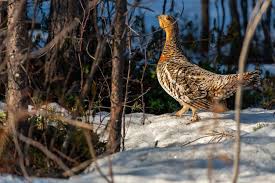 Attēlu rezultāti vaicājumam “Tetrao urogallus female”