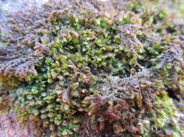 Attēlu rezultāti vaicājumam “Frullania dilatata”