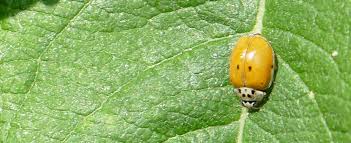 Attēlu rezultāti vaicājumam “Adalia decempunctata”