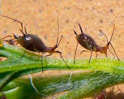 Attēlu rezultāti vaicājumam “Uroleucon hypochoeridis”