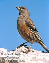 Image result for Prunella collaris