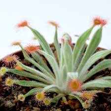 Attēlu rezultāti vaicājumam “Drosera x obovata leaf”