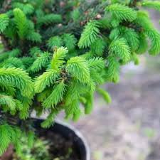 Attēlu rezultāti vaicājumam “Picea abies leaf”