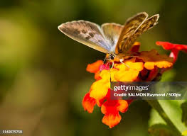 Attēlu rezultāti vaicājumam “Clossiana euphrosyne”