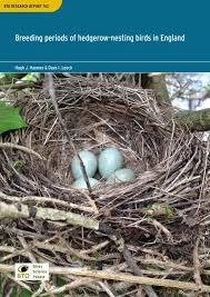 Attēlu rezultāti vaicājumam “Erithacus rubecula eggs”