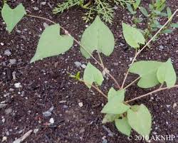 Attēlu rezultāti vaicājumam “Fallopia convolvulus leaf”