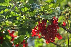 Attēlu rezultāti vaicājumam “Ribes rubrum leaf”