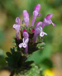 Attēlu rezultāti vaicājumam “Lamium amplexicaule leaf”