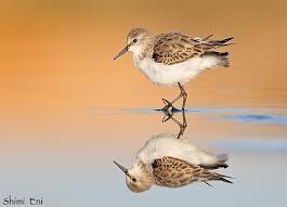 Attēlu rezultāti vaicājumam “Calidris minuta”