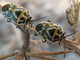 Attēlu rezultāti vaicājumam “Eurydema dominulus imago”