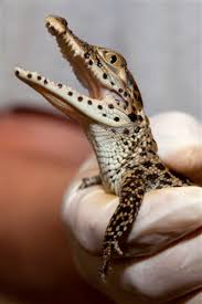 Attēlu rezultāti vaicājumam “Crocallis elinguaria imago”