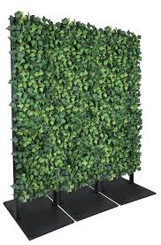 Attēlu rezultāti vaicājumam “Enteridium variabile”