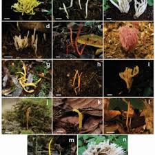 Attēlu rezultāti vaicājumam “Lamproderma gulielmae spores”
