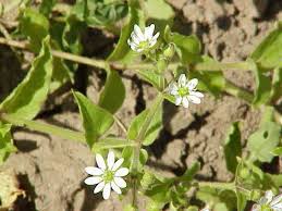 Attēlu rezultāti vaicājumam “Myosoton aquaticum flower”
