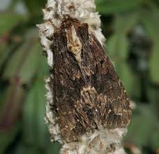 Attēlu rezultāti vaicājumam “Apamea monoglypha”