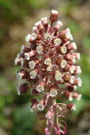 Attēlu rezultāti vaicājumam “Petasites hybridus flower”