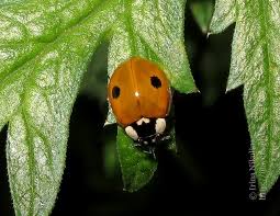 Attēlu rezultāti vaicājumam “Adalia bipunctata imago”