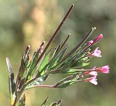 Attēlu rezultāti vaicājumam “Epilobium roseum flower”