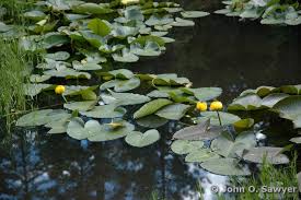Attēlu rezultāti vaicājumam “Nuphar lutea”