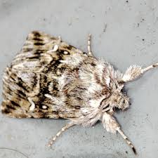 Attēlu rezultāti vaicājumam “Calophasia lunula”