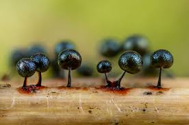 Attēlu rezultāti vaicājumam “Lamproderma debile spores”