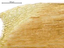 Attēlu rezultāti vaicājumam “Sciuro-hypnum curtum”