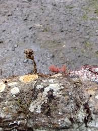 Attēlu rezultāti vaicājumam “Arcyria major spores”