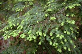 Attēlu rezultāti vaicājumam “Tsuga canadensis”