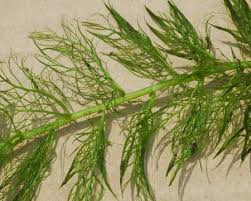 Attēlu rezultāti vaicājumam “Utricularia vulgaris”