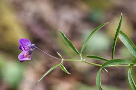 Attēlu rezultāti vaicājumam “Lathyrus palustris bud”
