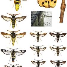 Attēlu rezultāti vaicājumam “Sesiidae”