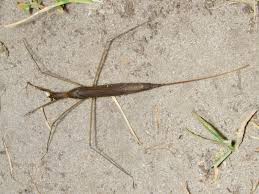 Attēlu rezultāti vaicājumam “Ranatra linearis”