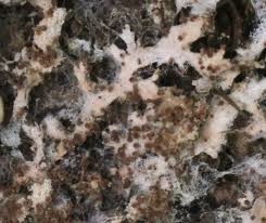 Attēlu rezultāti vaicājumam “Athelia arachnoidea”