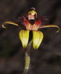 Attēlu rezultāti vaicājumam “Diachea subsessilis young”