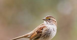 Image result for Zonotrichia albicollis