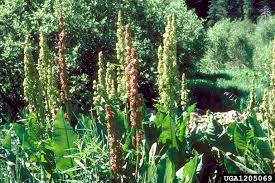 Attēlu rezultāti vaicājumam “Rumex aquaticus”