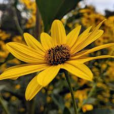 Attēlu rezultāti vaicājumam “Helianthus tuberosus”