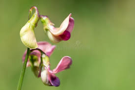 Attēlu rezultāti vaicājumam “Lathyrus latifolius bud”