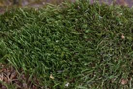 Attēlu rezultāti vaicājumam “Myurella julacea”