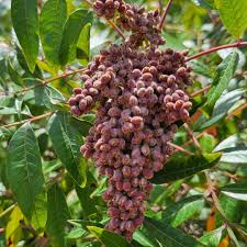 Attēlu rezultāti vaicājumam “Trifolium spadiceum fruit”